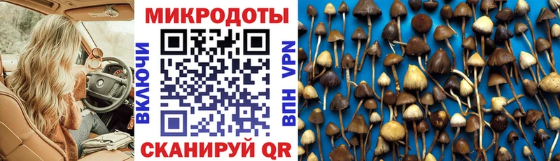 Галлюциногенные грибы Psilocybine cubensis  Агрыз 